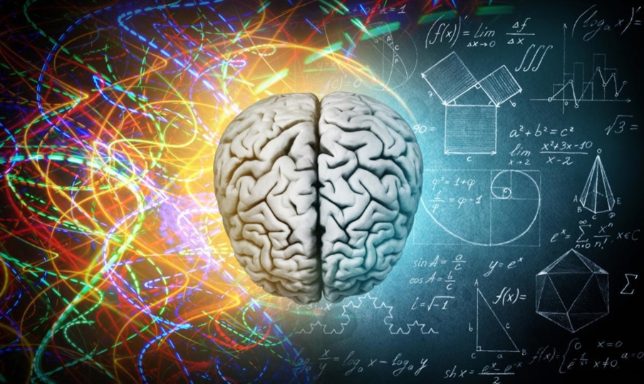 Ciencia revela que tener el cerebro más grande no es señal de más inteligencia