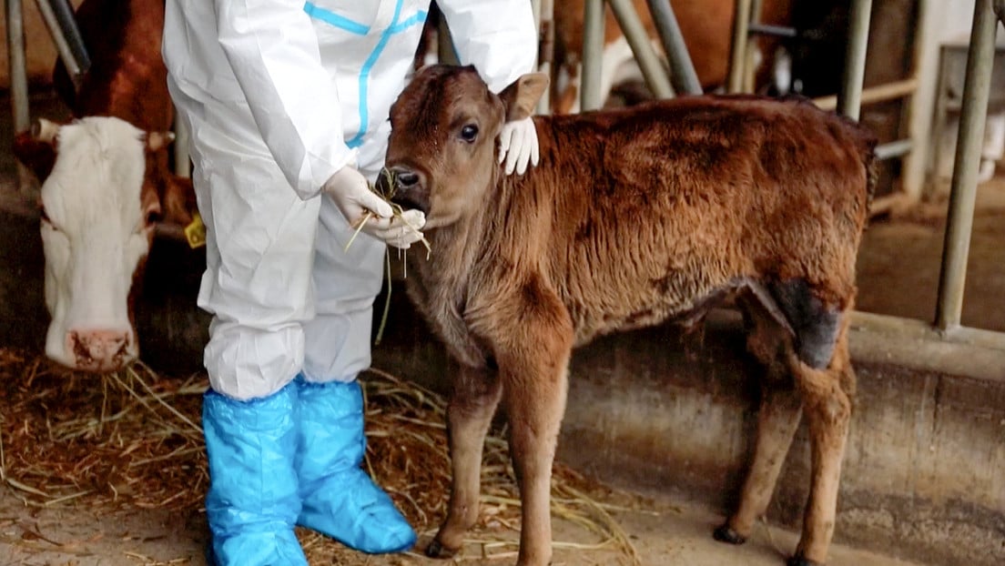 Científicos de China clonaron con éxito razas bovinas en peligro de extinción