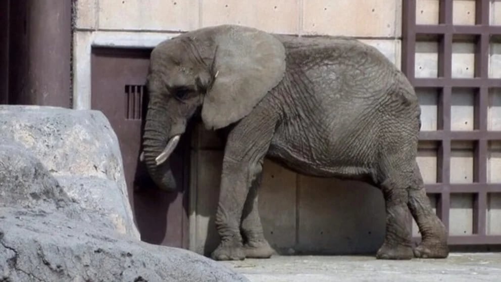 Tras rescate de Benito, piden ayuda urgente para la elefante Ely