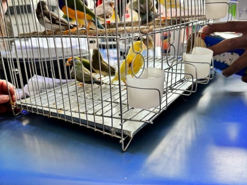 Punta Arenas: Hallaron 24 aves escondidas en cajas de ampolletas en camioneta proveniente de Argentina