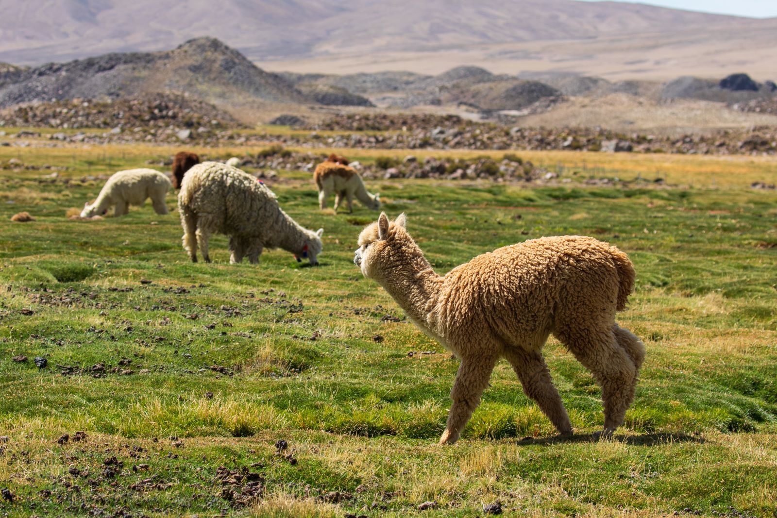 Experto en climatología explica los riesgos del cambio climático en el altiplano