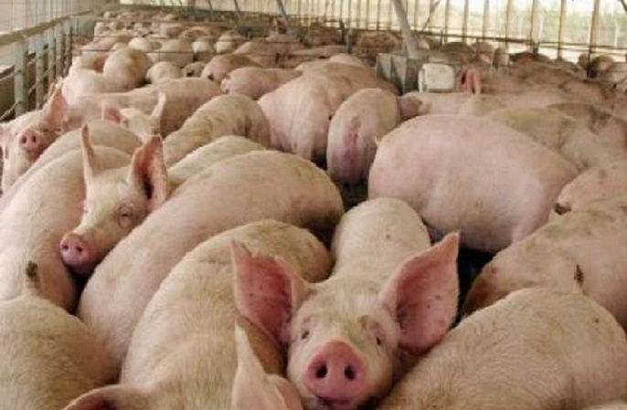 Planta industrial de cerdos complica a vecinos de Melipilla: Detectan 5 infracciones ambientales en recintos de empresa AASA
