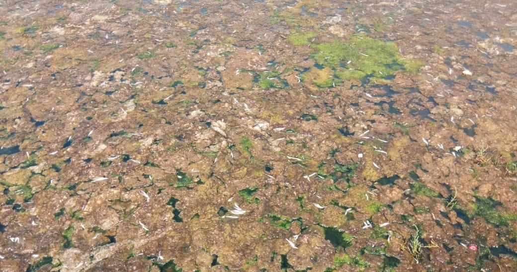 Humedal Urbano Estero Los Molles: Denuncian enorme eutrofización y nuevamente mortandad de peces