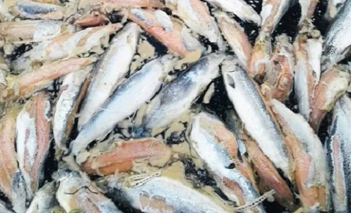 Aysén: Van casi 4 mil toneladas de salmones muertos en centros de cultivos por floraciones de algas nocivas  (FAN)