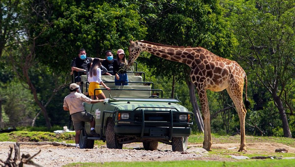 Africam Safari: héroes en acción, rescatan más de 400 especies de fauna