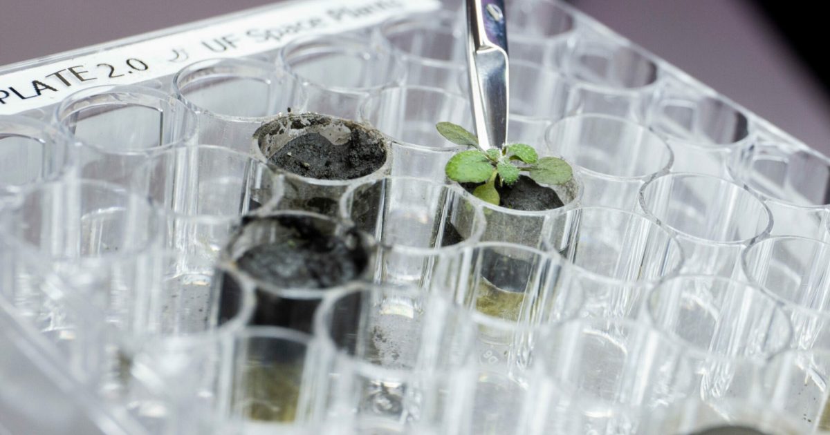 Por primera vez crecen plantas en suelo lunar