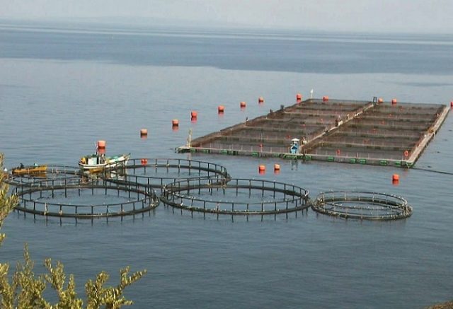 ¿Mar de Chile?: 40 % de las concesiones otorgadas a salmoneras están hipotecadas en los bancos