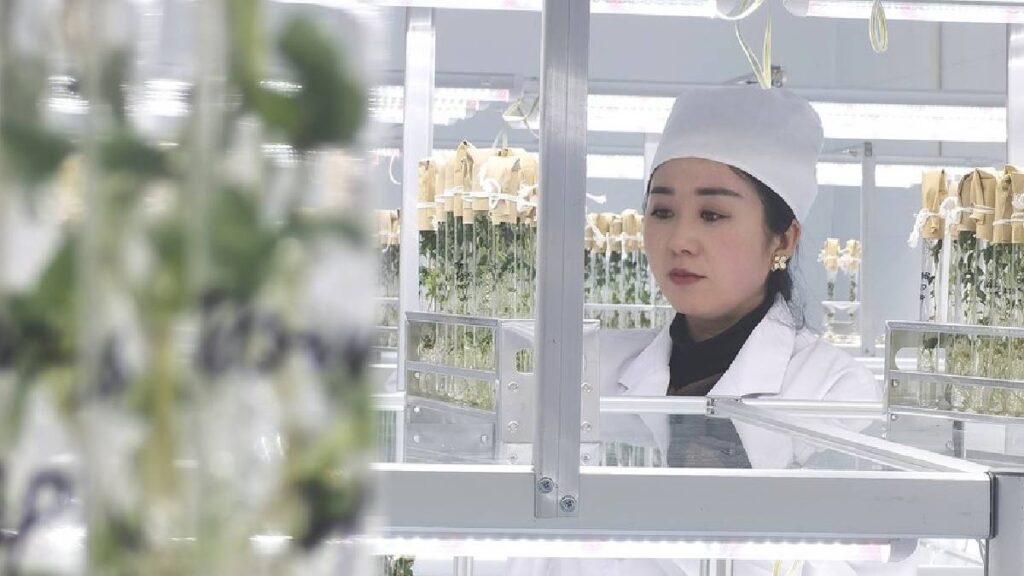 China siembra semillas de papa que viajaron al espacio