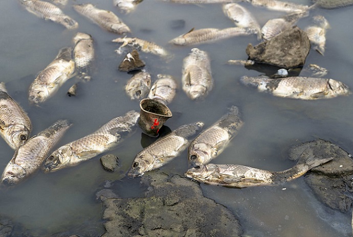 Cientos de peces muertos aparecen en tranque de Quilpué: Inician sumario sanitario para determinar origen y responsabilidades