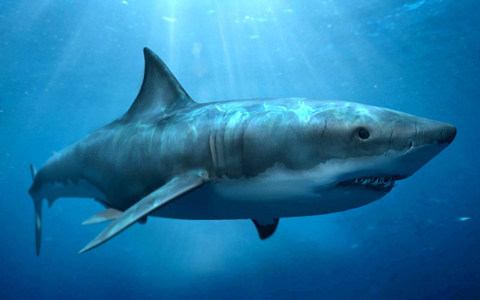 Mujer sufre ataque de un tiburón en la bahía de Sídney