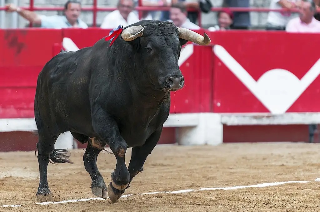 Tribunal levanta suspensión y permite corridas de toros en México