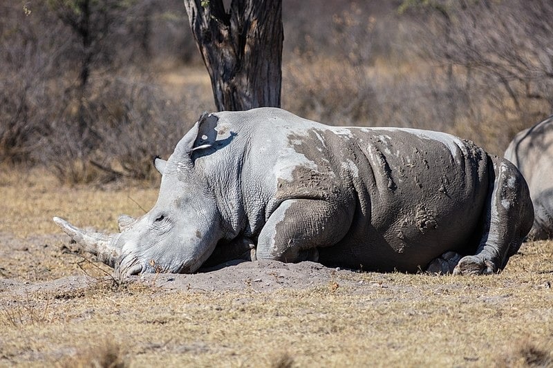 Caza furtiva en Sudáfrica deja 500 rinocerontes muertos en 2023