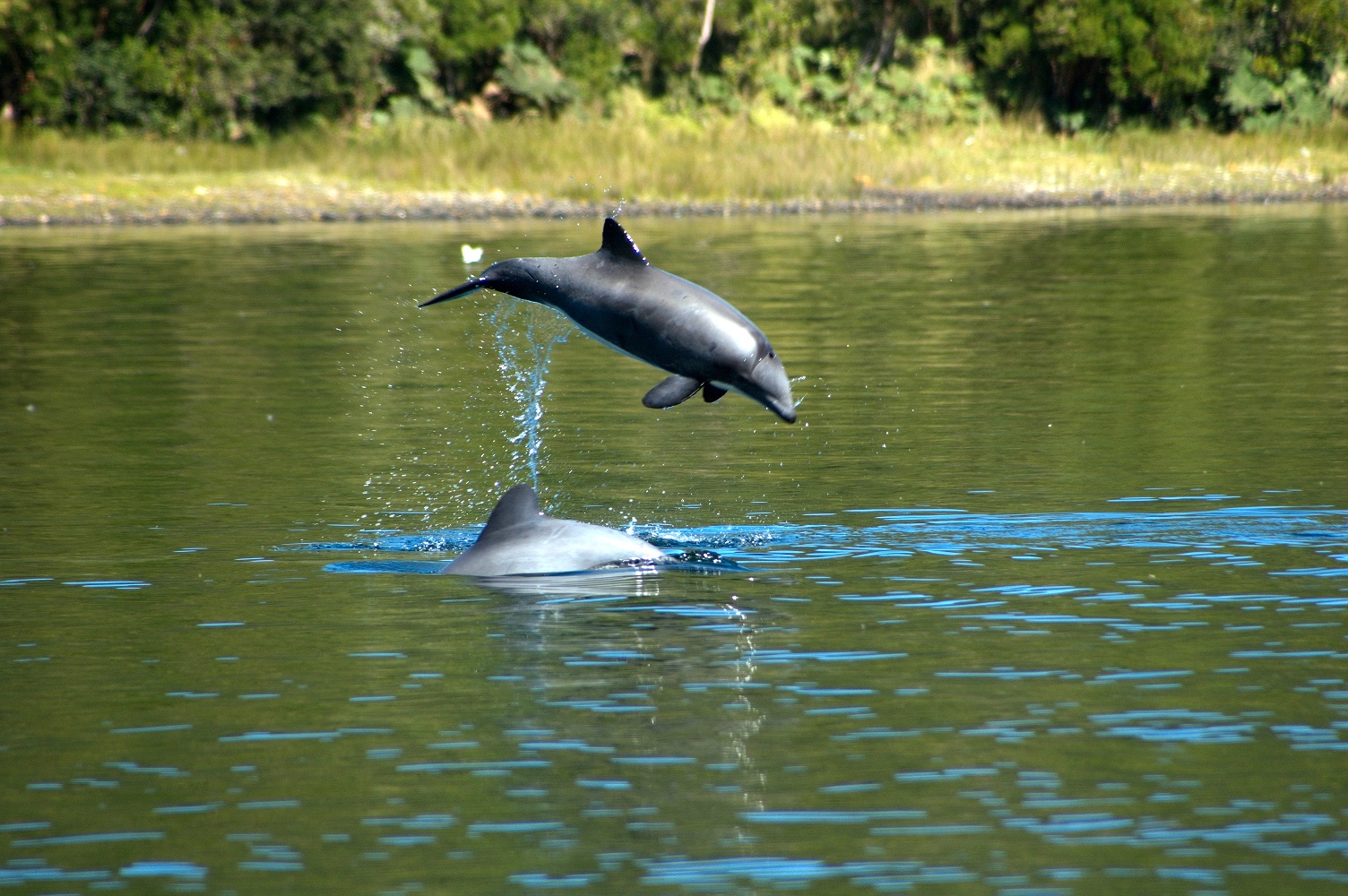 Avanza plan para la protección del delfín chileno en el Sur, el único cetáceo endémico del país