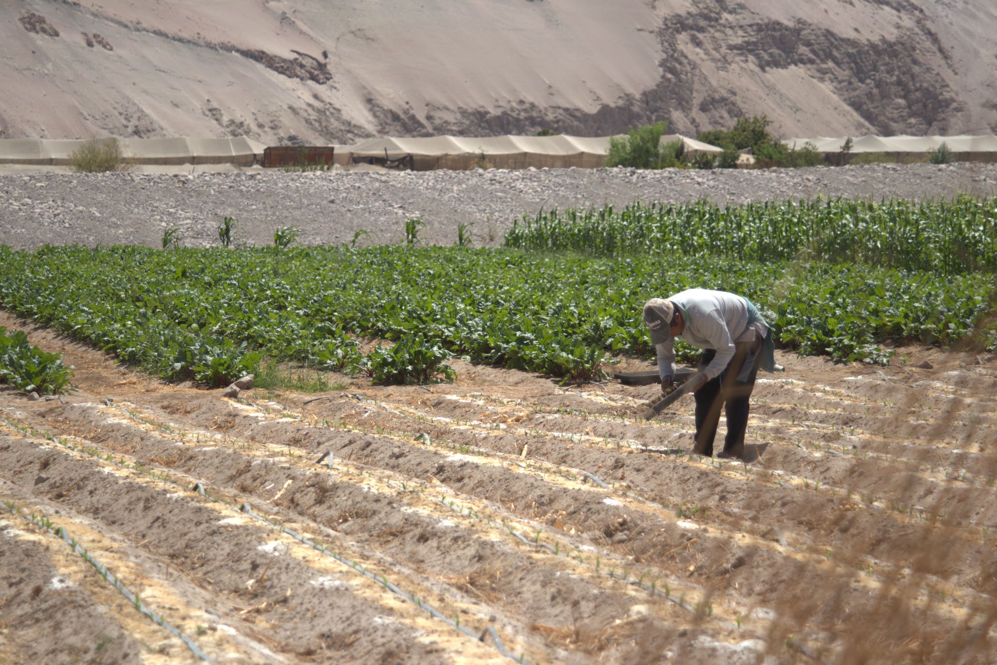 Riego por goteo y manejo de aguas salinas: Las técnicas que buscan potenciar la agricultura del desierto