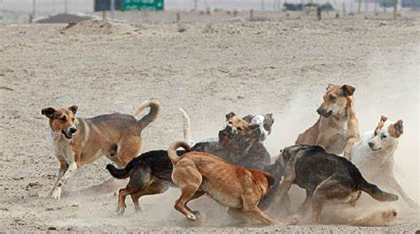 Rechazan recurso de protección que solicitaba sacrificar a 4.500 perros en San Pedro de Atacama