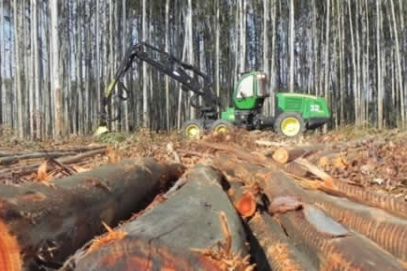 ¿Dónde invierten las AFP?: Grandes grupos económicos del negocio forestal reciben más de 4.000 millones de dólares