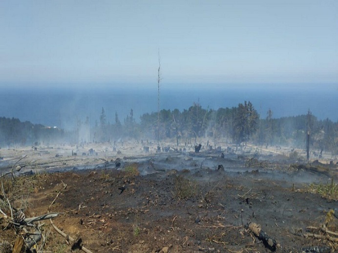Forestales e inmobiliarias: Organizaciones socio ambientales piden investigar causas y responsabilidades de los incendios