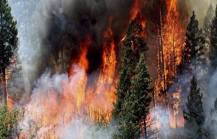 Directora de Terram lamenta falta de prioridad ante incendios forestales: ‘Solo se actúa cuando se acerca la temporada’