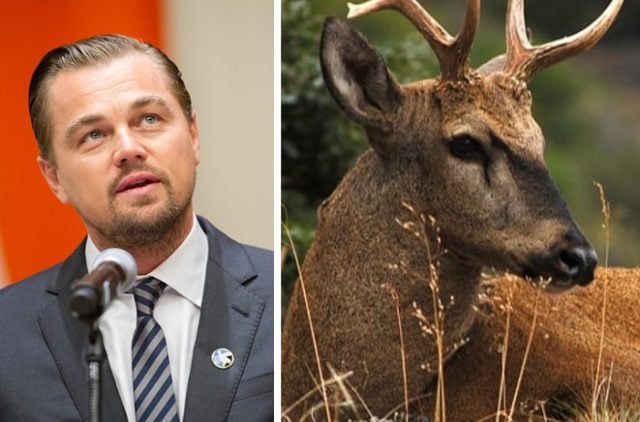 El llamado urgente de Leonardo DiCaprio a Chile por peligro de extinción del huemul: “Quedan solamente 1,500 ejemplares”