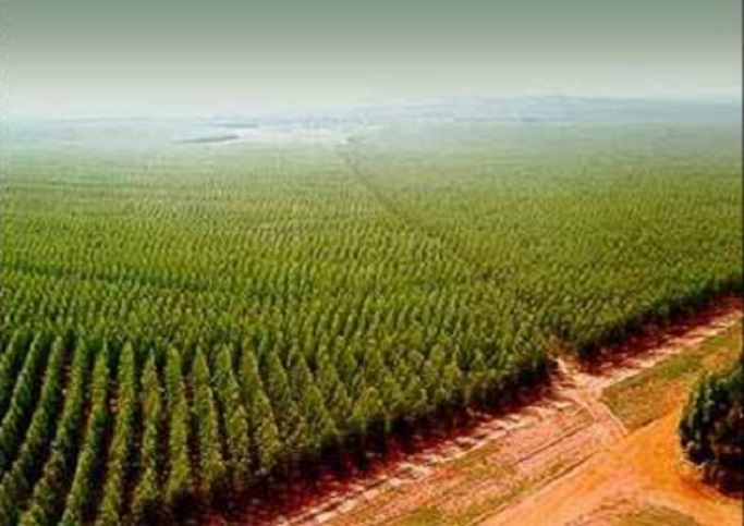 Organizaciones ambientalistas exigen urgente moratoria al modelo forestal