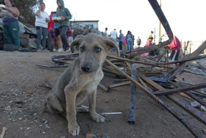 Incendios forestales: Estos son todos los centros que están prestando atención veterinaria en medio de la tragedia