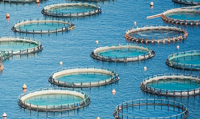 Brutal acaparamiento del mar chileno: Más de 1,300 concesiones han recibido empresas y transnacionales salmoneras