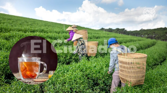 Microbios pueden ayudar a mejorar el sabor del té