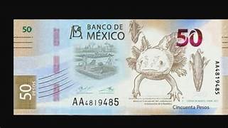 El ajolote del billete de 50 pesos sí existe