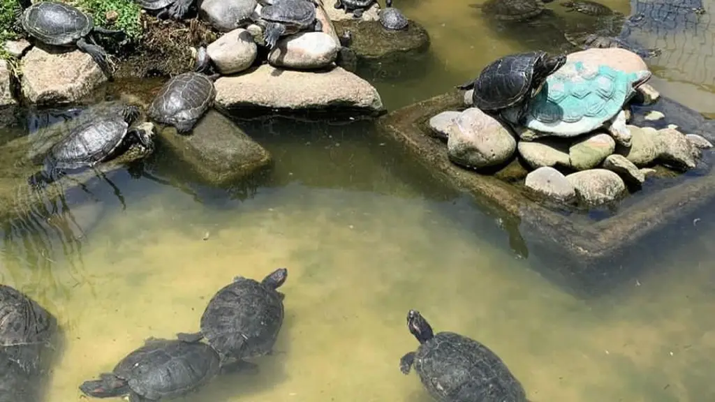 Otra buena noticia: Tortugas del Jardín Botánico sobrevivieron a los incendios