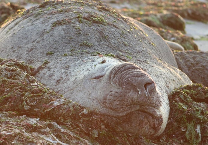 La historia de “trompito”, el elefante marino que viaja hasta las