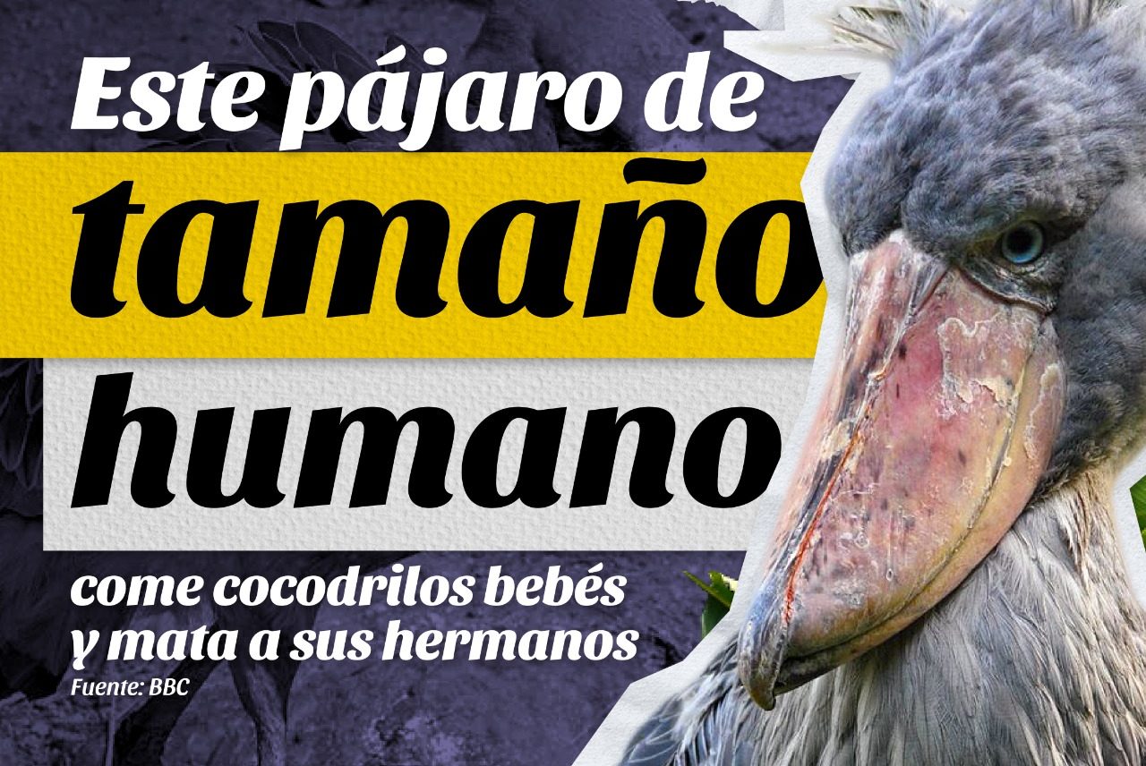 Este pájaro de tamaño humano come cocodrilos bebés y mata a sus hermanos