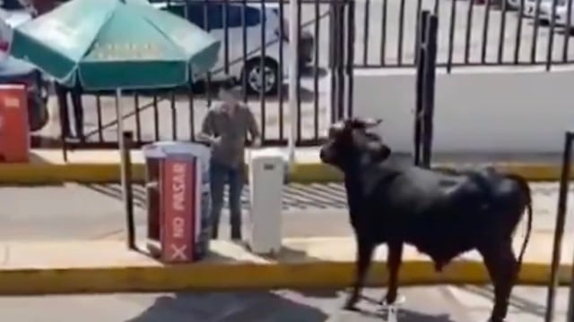Se escapa toro y  provoca pánico en Preparatoria La Salle en CDMX | Video