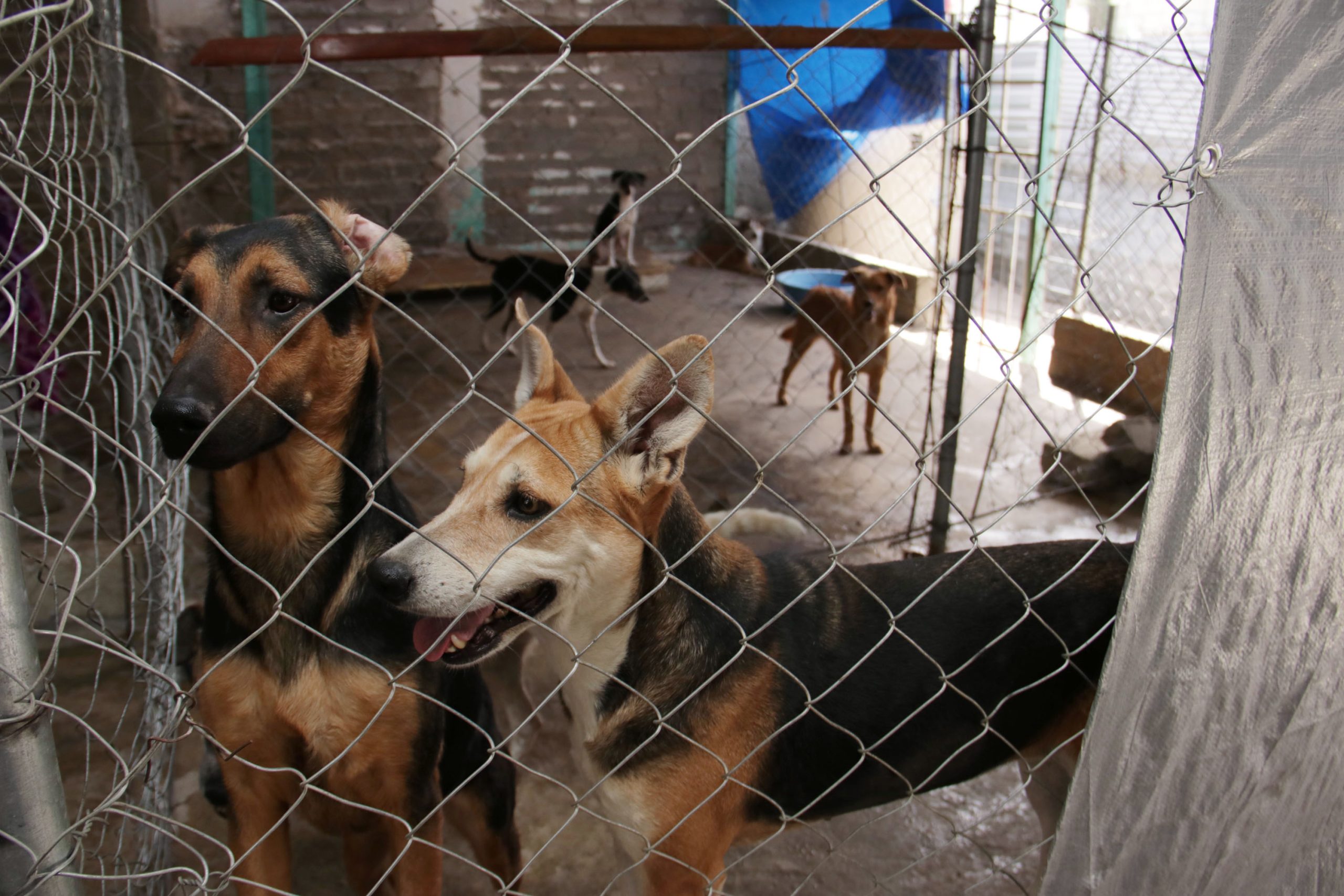 Puebla: entran en vigor castigos y multas por agresiones contra animales