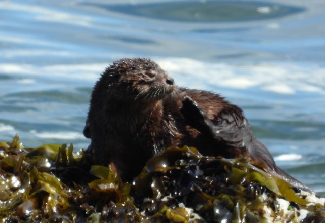 Chungungo, la nutria del Pacífico en peligro: Bosques de algas, pilar vital para su supervivencia