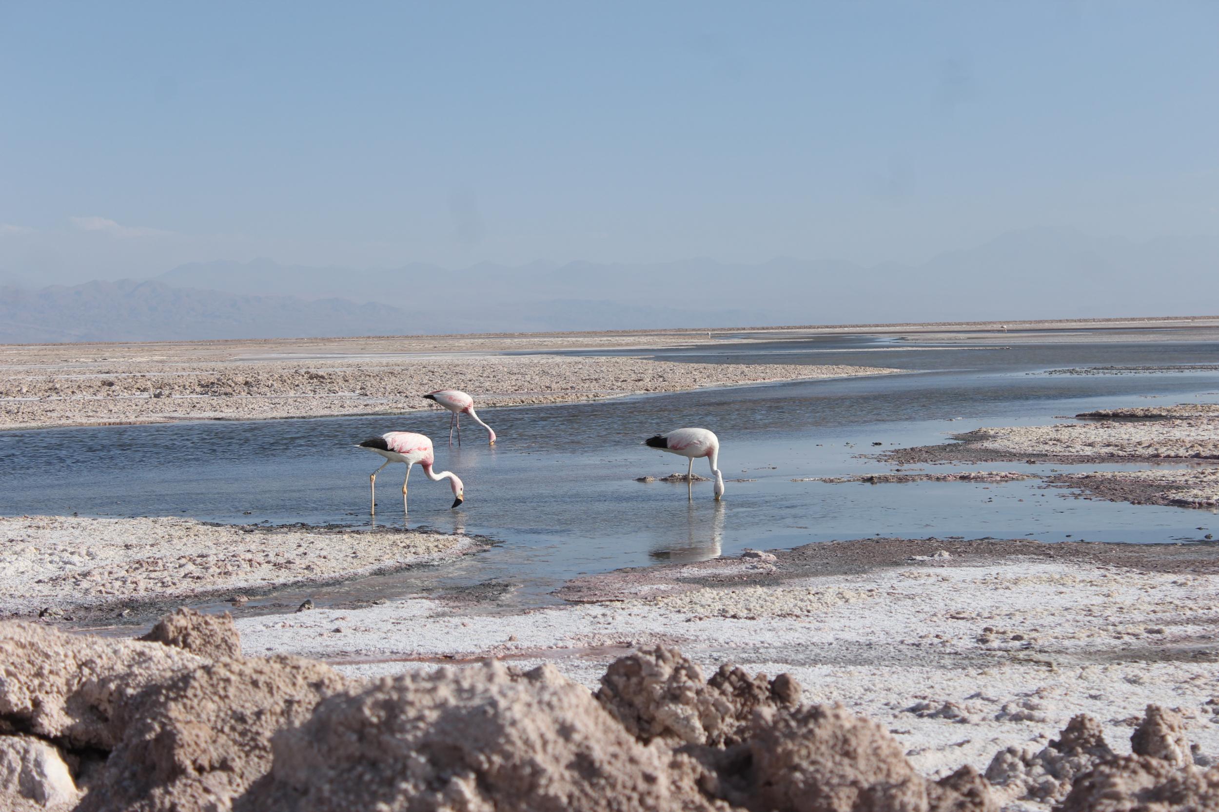 Como la explotación minera afecta la fauna del Salar de Atacama