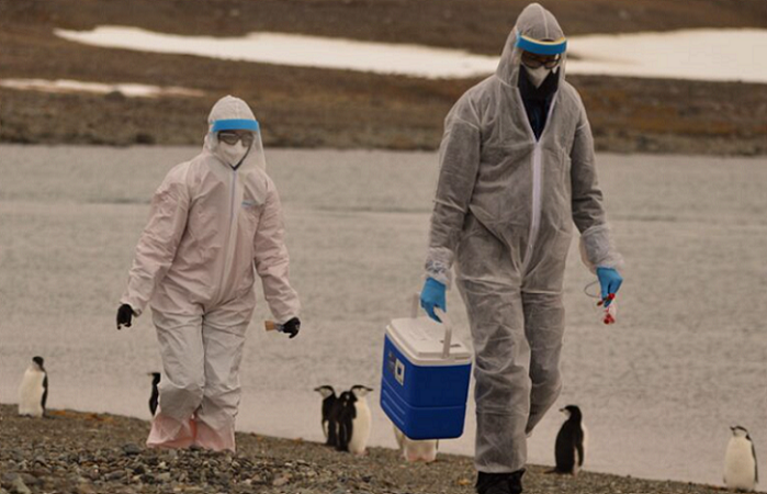 Gripe aviar sacude a la Antártida: Comunidad científica se moviliza ante la emergencia