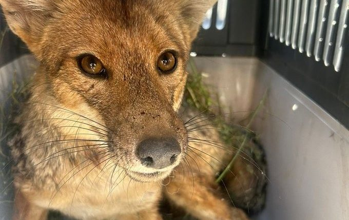 SAG rescata a zorro culpeo juvenil que deambulaba en Las Condes