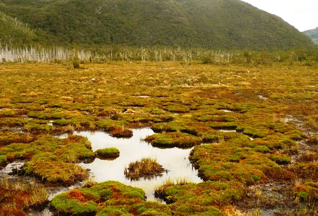 Congreso despachó proyecto de protección ambiental de turberas