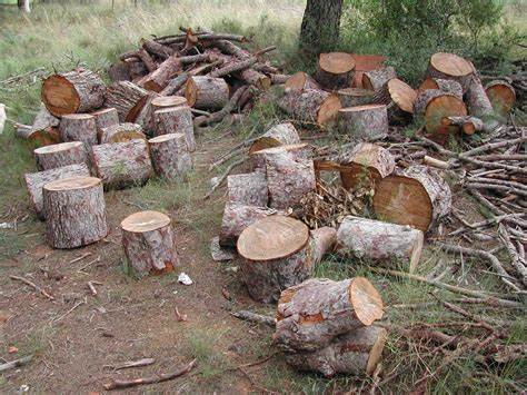 Denuncian tala de árboles en cerros colindantes a la Universidad de Concepción