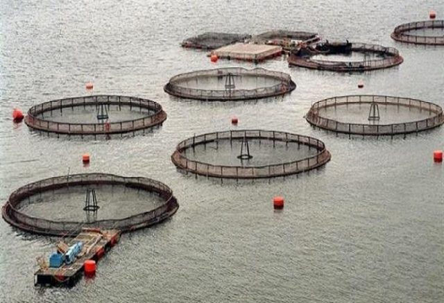 ¿Moratoria a la expansión salmonera en Chile?: Ecoceanos valora recomendación de Relator ONU sobre Medio Ambiente