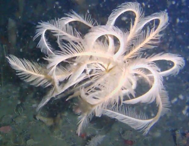 Expedición chilena en la Antártica descubre  enigmática especie marina: Se trata de un ‘Lirio de Mar’