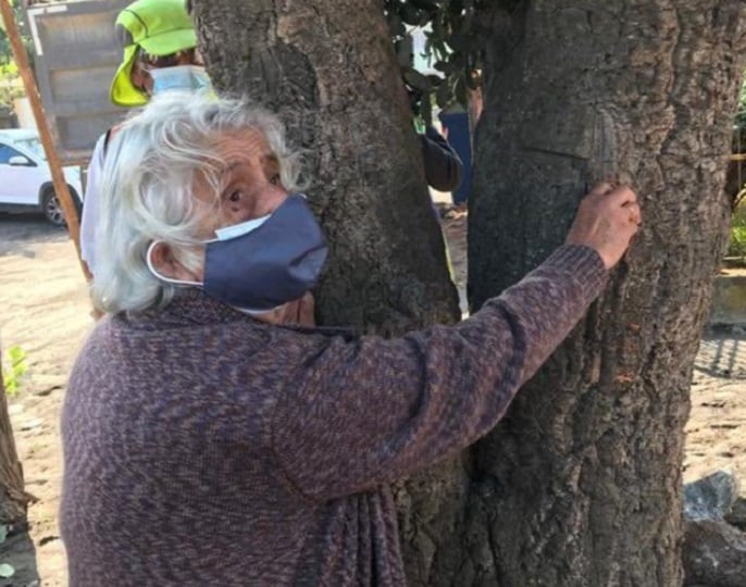 Talcahuano: Emblemático árbol defendido por adulta mayor se secó al ser trasladado a vivero municipal