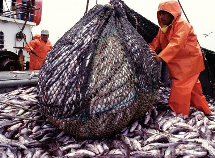 A propósito de peces y mariscos: Los efectos de la industria pesquera y salmonera sobre la biodiversidad marina