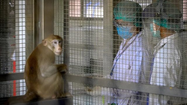 Hombre se contagia de virus B, es el primer caso mortal