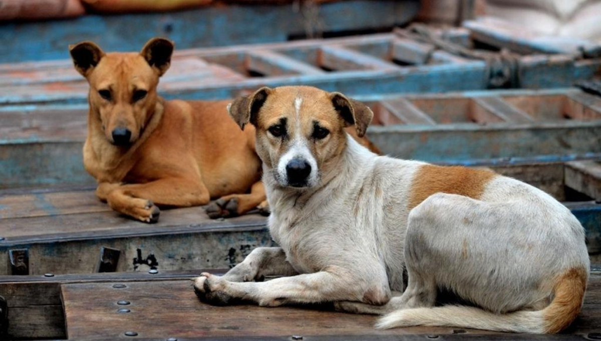 Pese al voto favorable de la UDI, RN y republicanos: Cámara rechaza proyecto que permitía caza de perros asilvestrados