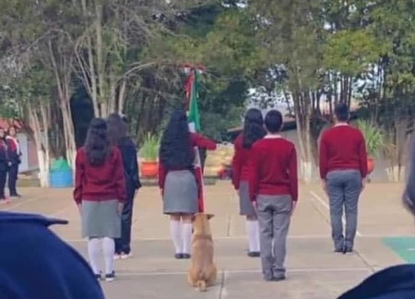 Escuela adopta a perrito que se hizo viral por “marchar” con escolta
