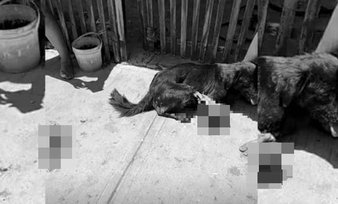 Hombre mutila pata de perrito en Yucatán; vecinos  intentan linchar a su esposa y hermano | VIDEO