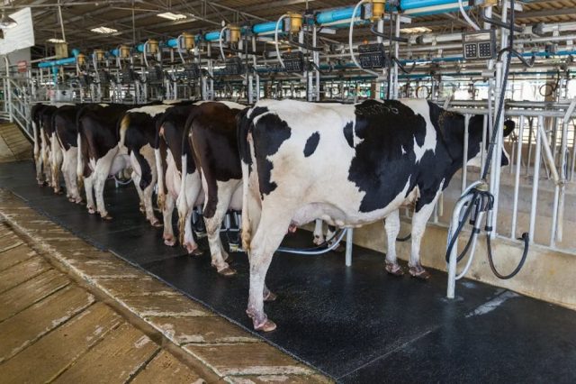 Hallan fragmentos de gripe aviar en leche pasteurizada de Estados Unidos