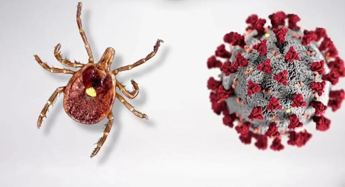 Científicos crean pruebas de detección para virus mortal descubierto hace 70 años
