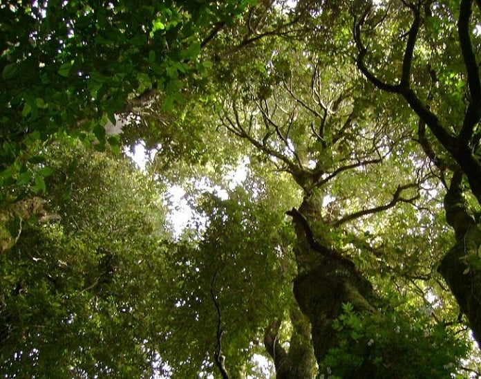 Reemplazan eucaliptus por árboles nativos: La iniciativa que restaura los bosques en la Reserva Costera Valdiviana 